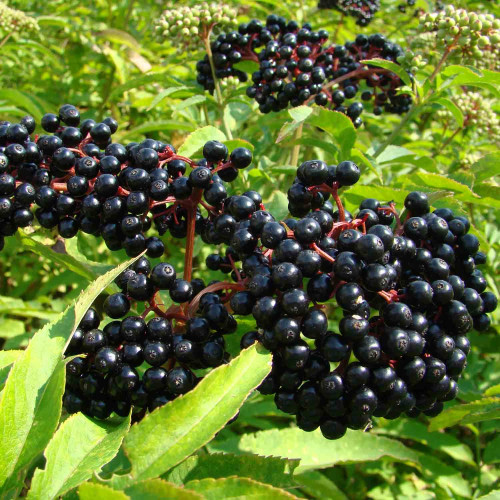 Baza čierna – (Sambucus nigra L.) / živá bylinka, rastlinka v kvetináči