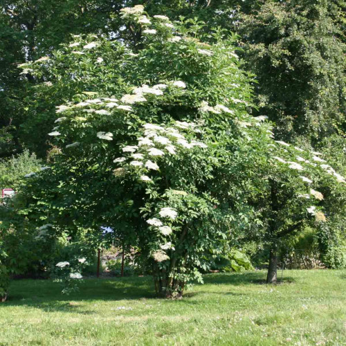 Baza čierna – (Sambucus nigra L.) / živá rastlinka v kvetináči