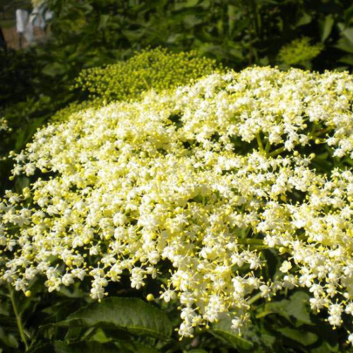 Baza čierna – (Sambucus nigra L.) / živá rastlinka v kvetináči
