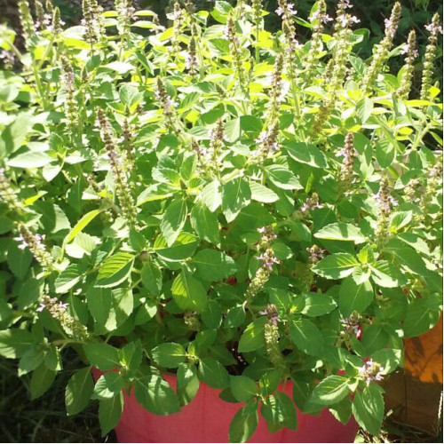Bazalka posvätná  TULSI  - (Ocimum sanctum, Ocimum tenuiflorum L.) / živá rastlinka v kvetináči