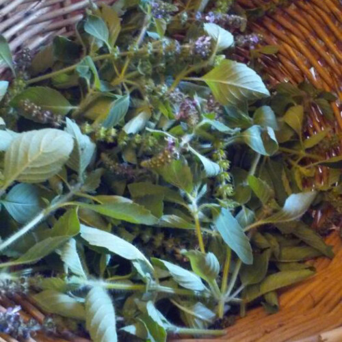 Bazalka posvätná  TULSI  - (Ocimum sanctum, Ocimum tenuiflorum L.) / živá rastlinka v kvetináči