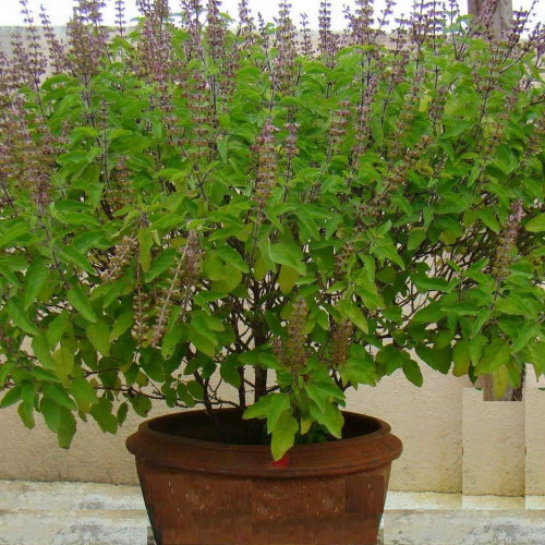 Bazalka posvätná  TULSI  - (Ocimum sanctum, Ocimum tenuiflorum L.) / živá rastlinka v kvetináči