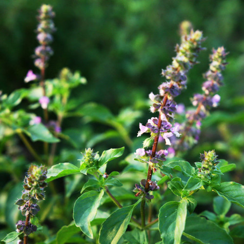 Bazalka posvätná  TULSI  - (Ocimum sanctum, Ocimum tenuiflorum L.) / živá rastlinka v kvetináči