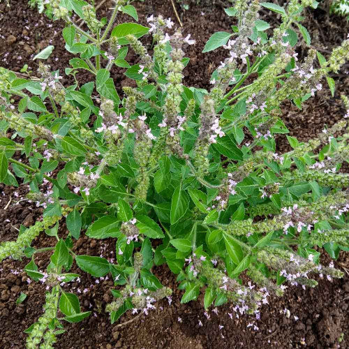 Bazalka posvätná  TULSI  - (Ocimum sanctum, Ocimum tenuiflorum L.) / živá rastlinka v kvetináči