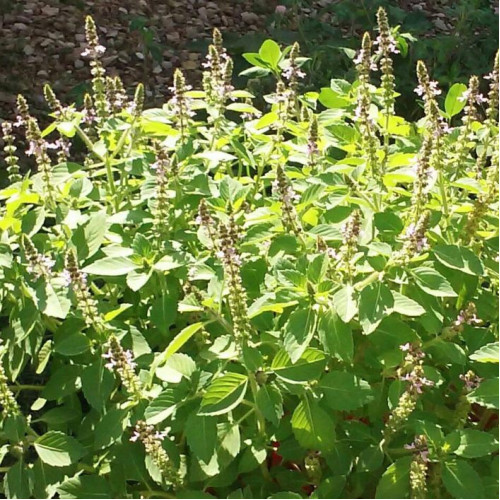 Bazalka posvätná  TULSI  - (Ocimum sanctum, Ocimum tenuiflorum L.) / živá rastlinka v kvetináči