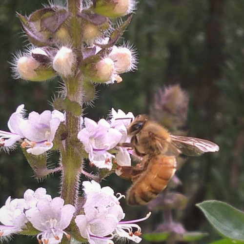 Bazalka posvätná  TULSI  - (Ocimum sanctum, Ocimum tenuiflorum L.) / živá rastlinka v kvetináči