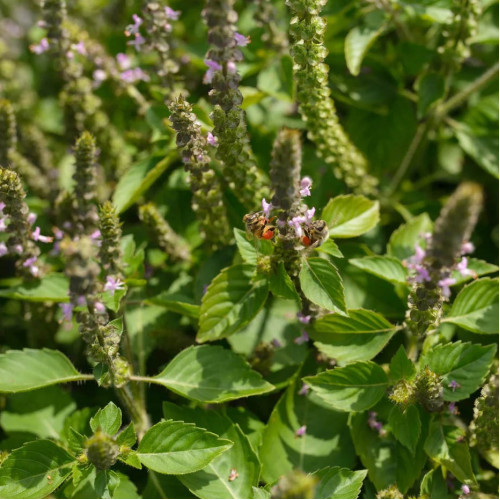 Bazalka posvätná  TULSI  - (Ocimum sanctum, Ocimum tenuiflorum L.) / živá rastlinka v kvetináči