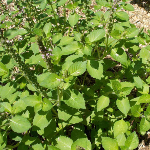 Bazalka posvätná  TULSI  - (Ocimum sanctum, Ocimum tenuiflorum L.) / živá rastlinka v kvetináči