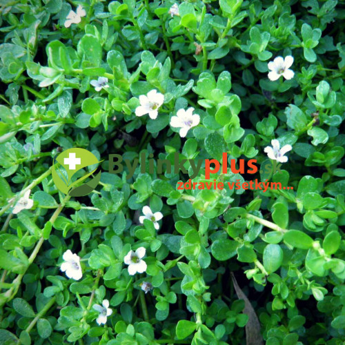 Brahmi - Bakopa drobnolistá, (bacopa monnieri L.)  / rastlinka v kvetináčiku