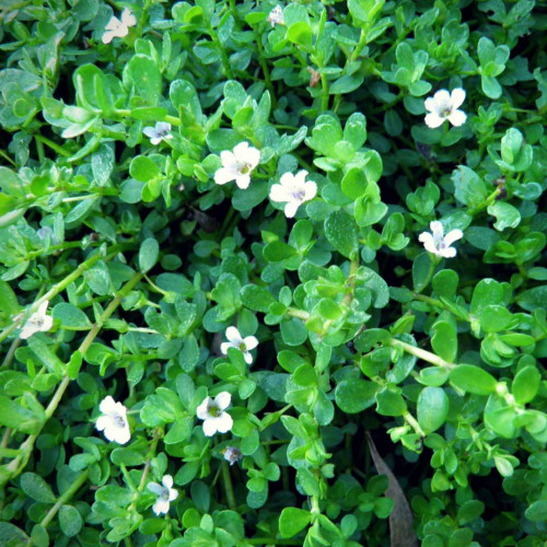 Brahmi - Bakopa drobnolistá, (bacopa monnieri L.)  / rastlinka v kvetináčiku