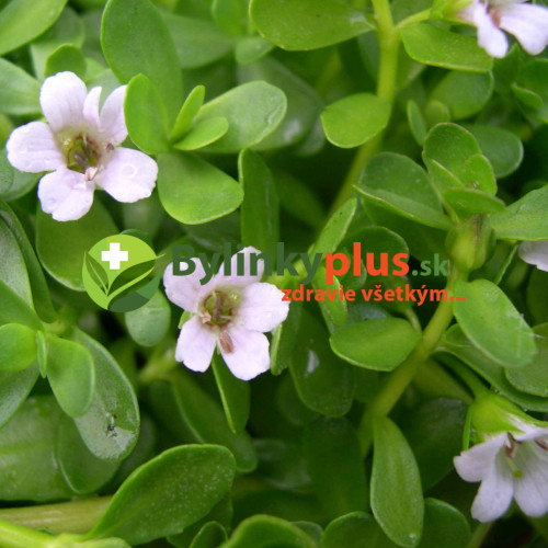 Brahmi - Bakopa drobnolistá, (bacopa monnieri L.)  / živá rastlinka v kvetináči
