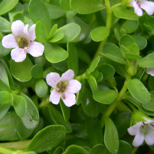 Brahmi - Bakopa drobnolistá, (bacopa monnieri L.)  / živá rastlinka v kvetináči