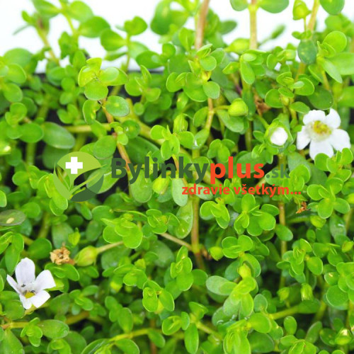Brahmi - Bakopa drobnolistá, (bacopa monnieri L.)  / živá rastlinka v kvetináči