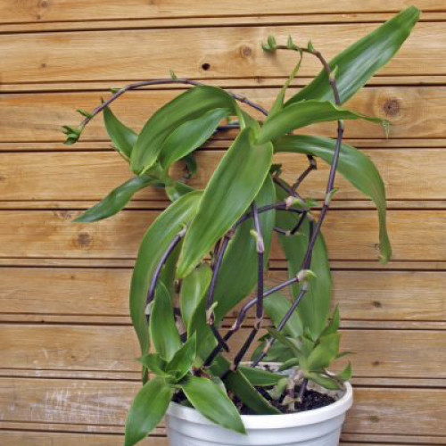 Kalísia voňavá-(Callisia fragrans L.) staršia rastlina s výhonkami/ živá bylinka, rastlinka v kvetináči