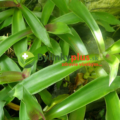 Kalísia voňavá-(Callisia fragrans L.) 