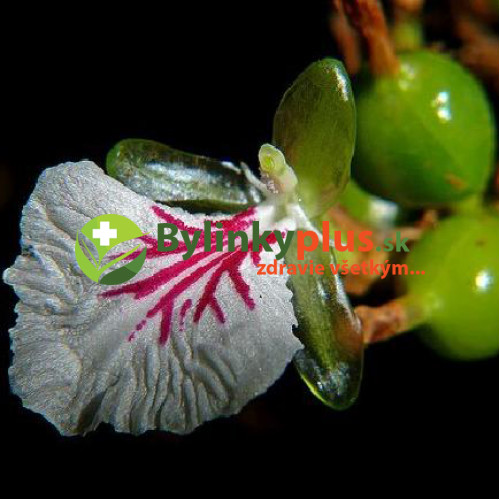 Kardamón obyčajný, Kardamom ( Elettaria Cardamomum L.) /rastlinky, bylinky v kvetináči