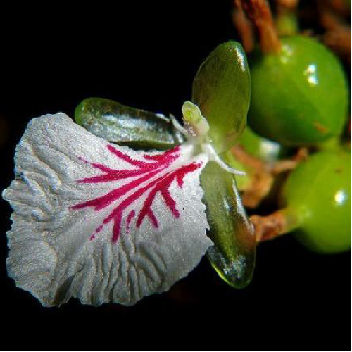 Kardamón obyčajný, Kardamom ( Elettaria Cardamomum L.) /rastlinky, bylinky v kvetináči