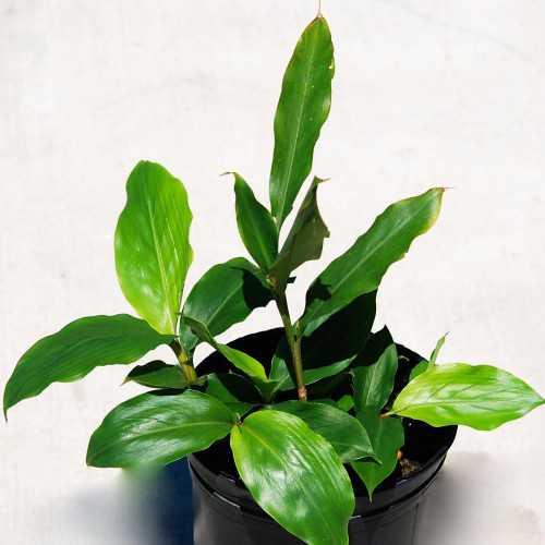 Kardamón obyčajný, Kardamom ( Elettaria Cardamomum L.) /rastlinky, bylinky v kvetináči