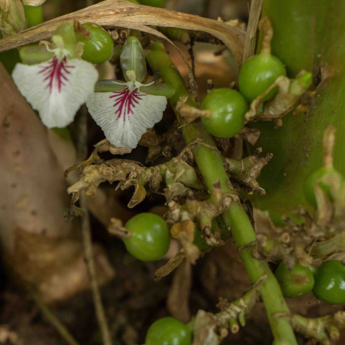 Kardamón obyčajný, Kardamom ( Elettaria Cardamomum L.) /rastlinky, bylinky v kvetináči