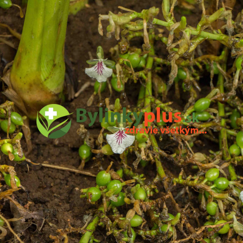 Kardamón obyčajný, Kardamom ( Elettaria Cardamomum L.) /rastlinky, bylinky v kvetináči