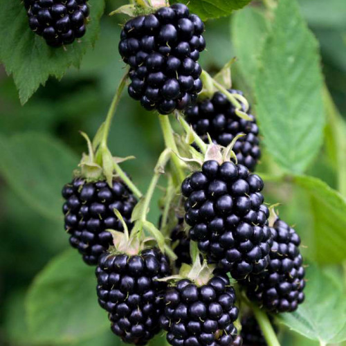 Černica (Rubus fruticosus L.)  odroda "BLACK SATIN" / živá bylinka, rastlinka v kvetináči
