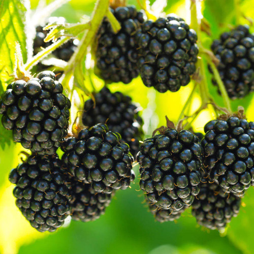 Černica (Rubus fruticosus L.)  odroda "BLACK SATIN" / rastlina v kvetináči