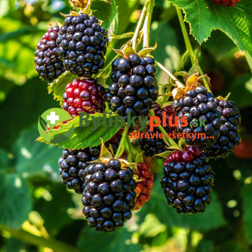 Černica (Rubus fruticosus L.)  odroda "BLACK SATIN" / rastlina v kvetináči