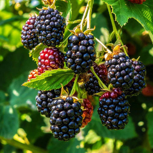 Černica (Rubus fruticosus L.)  odroda "BLACK SATIN" / živá bylinka, rastlinka v kvetináči