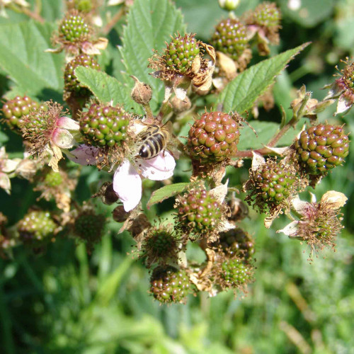 Černica (Rubus fruticosus L.)  odroda "BLACK SATIN" / živá rastlinka v kvetináči