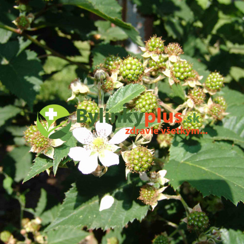 Černica (Rubus fruticosus L.)  odroda "BLACK SATIN" / rastlina v kvetináči