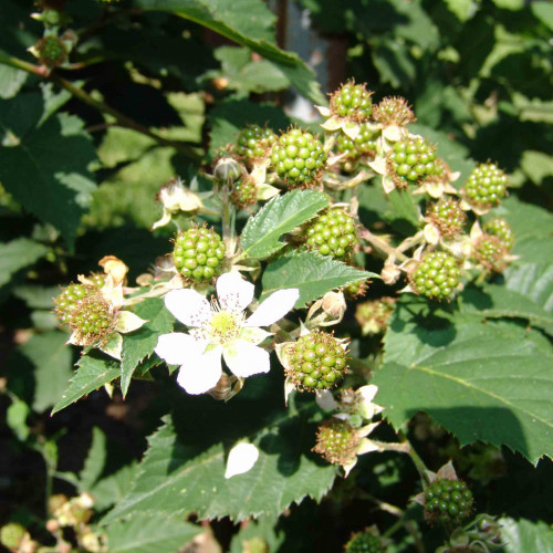 Černica (Rubus fruticosus L.)  odroda "BLACK SATIN" / rastlina v kvetináči
