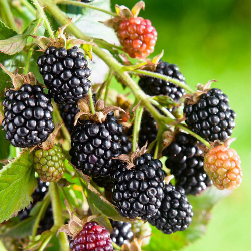 Černica (Rubus fruticosus L.)  odroda "BLACK SATIN" / živá rastlinka v kvetináči