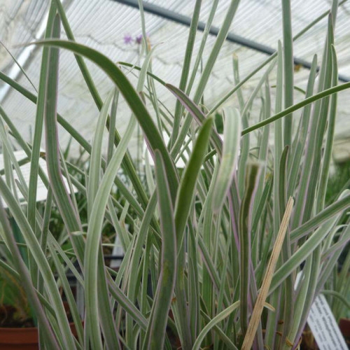 Cesnaková tráva, strieborná - (Tulbaghia violacea, silver L.)