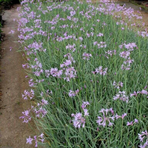 Cesnaková tráva, strieborná - (Tulbaghia violacea, silver L.) / živá rastlinka v kvetináči