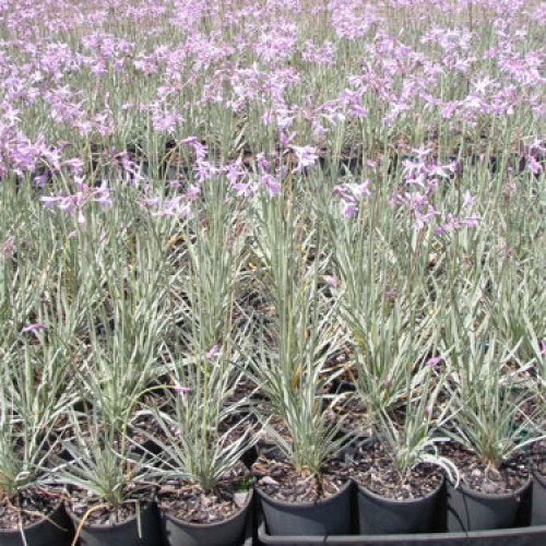 Cesnaková tráva, STRIEBORNÁ - (Tulbaghia violacea, silver L.) / živá bylinka, rastlinka v kvetináči