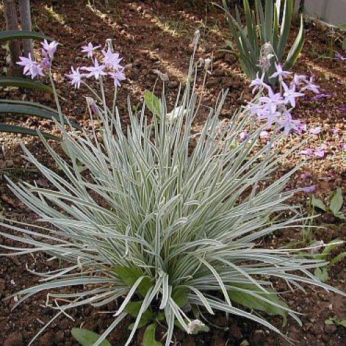 Cesnaková tráva, STRIEBORNÁ - (Tulbaghia violacea, silver L.) / živá bylinka, rastlinka v kvetináči