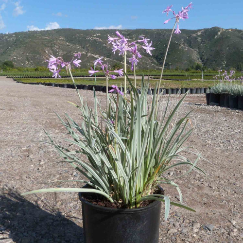 Cesnaková tráva, STRIEBORNÁ - (Tulbaghia violacea, silver L.) / živá bylinka, rastlinka v kvetináči