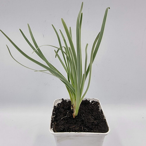 Cesnaková tráva, STRIEBORNÁ - (Tulbaghia violacea, silver L.) / živá bylinka, rastlinka v kvetináči