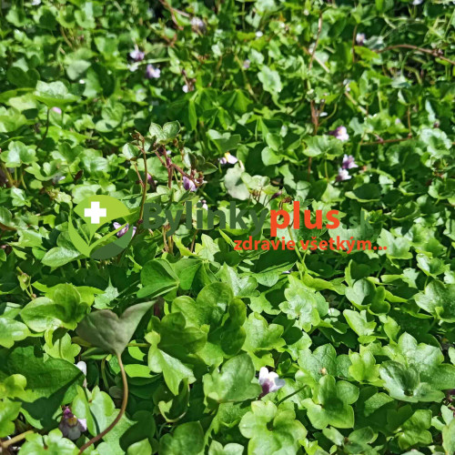 Cimbalok múrový–(Cymbalaria muralis L.)