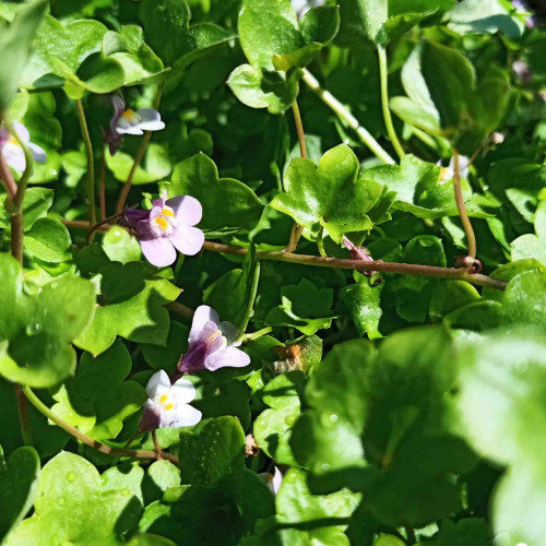 Cimbalok múrový–(Cymbalaria muralis L.) / živá bylinka, rastlinka v kvetináči