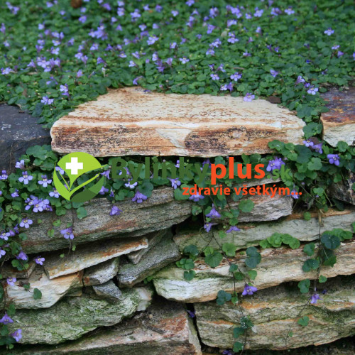 Cimbalok múrový–(Cymbalaria muralis L.)