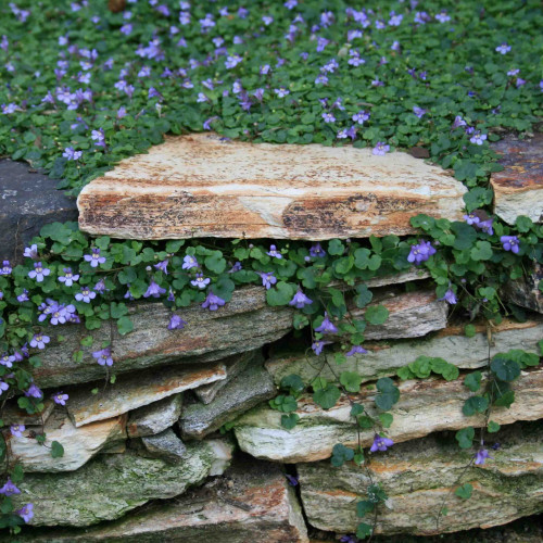 Cimbalok múrový–(Cymbalaria muralis L.) / živá bylinka, rastlinka v kvetináči