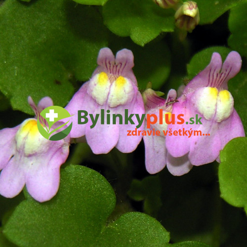 Cimbalok múrový–(Cymbalaria muralis L.)