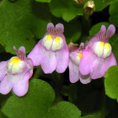 Cimbalok múrový–(Cymbalaria muralis L.) / živá rastlinka v kvetináči