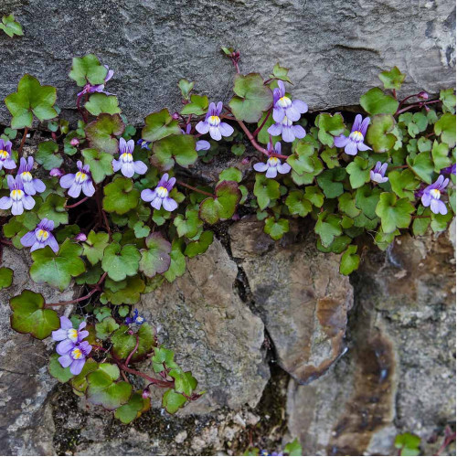 Cimbalok múrový–(Cymbalaria muralis L.) / živá bylinka, rastlinka v kvetináči