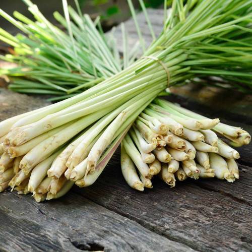Citrónová tráva – ( Cymbopogon citratus L. ) / živá bylinka, rastlinka v kvetináči