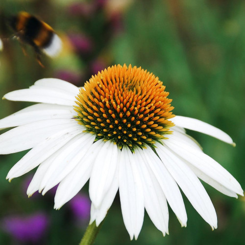 Echinacea "alba", biela ( Echinacea purpurea "alba" L. ) / živá bylinka, rastlinka v kvetináči