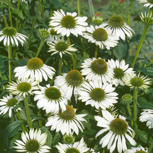 Echinacea "alba", biela ( Echinacea purpurea "alba" L. ) / živá bylinka, rastlinka v kvetináči