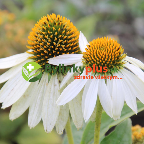 Echinacea "alba", biela ( Echinacea purpurea "alba" L. )