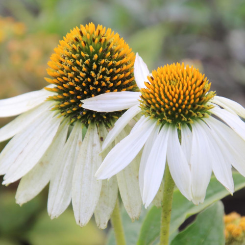 Echinacea "alba", biela ( Echinacea purpurea "alba" L. )